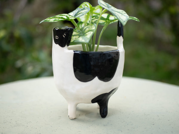 Black and White Cat Planter